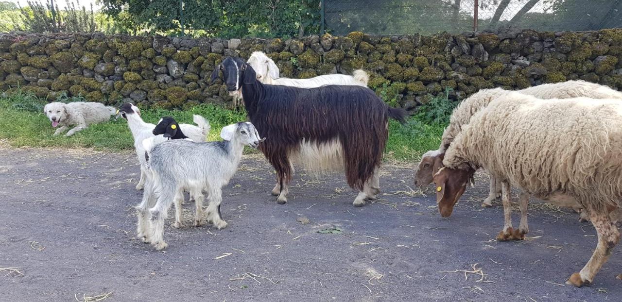 Etna, Salvia E Rosmarino * Maletto