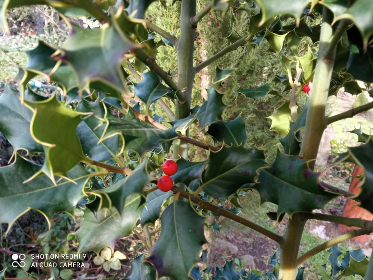Etna, Salvia E Rosmarino Vakantiehuis Maletto