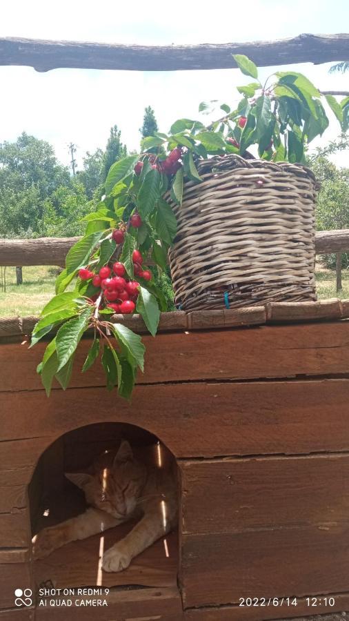 Etna, Salvia E Rosmarino Maletto